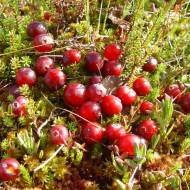 Саженец Клюква Бен Лир в контейнере